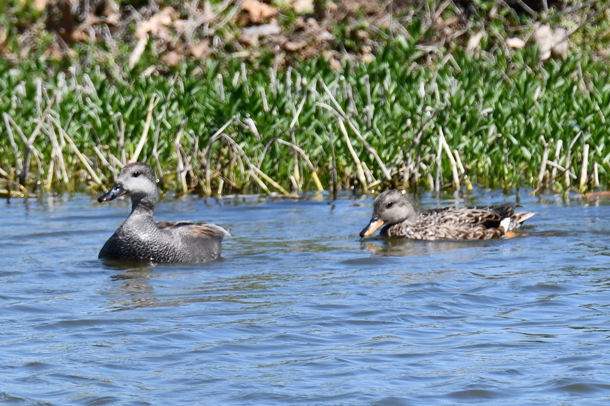 Gadwall - Carmen Ricer