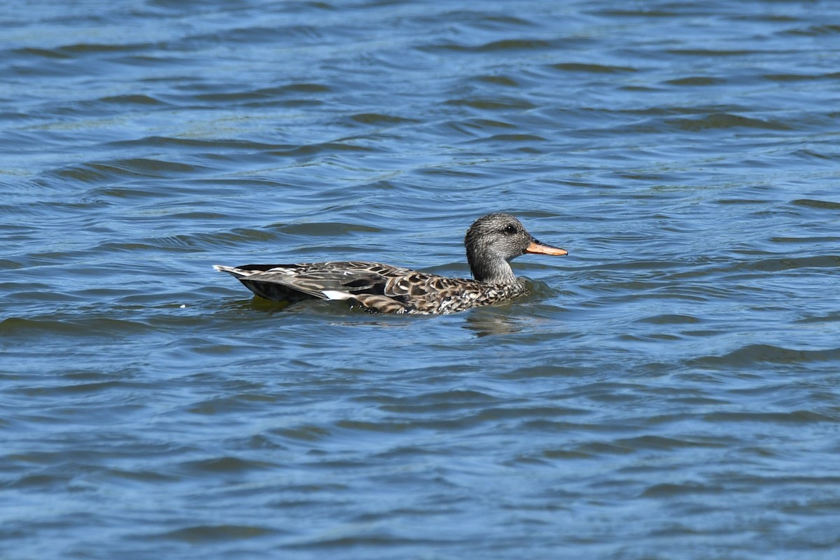 Gadwall - ML617446701