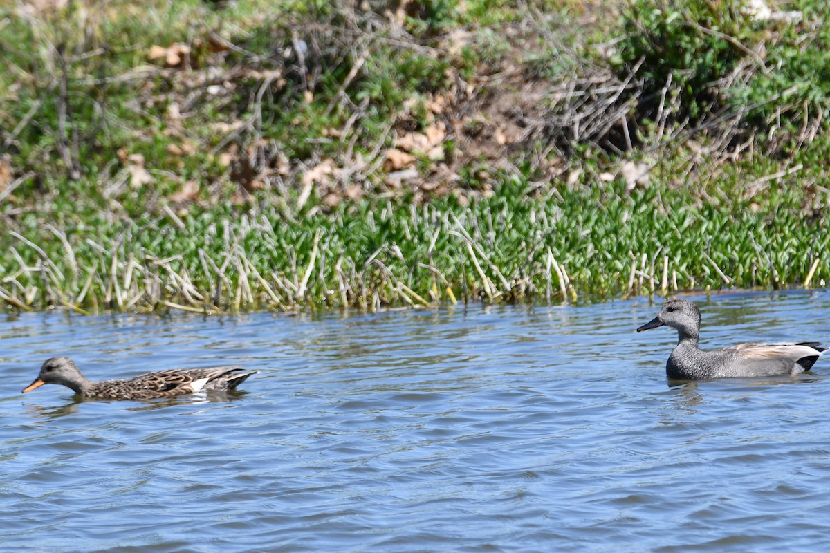 Gadwall - ML617446705