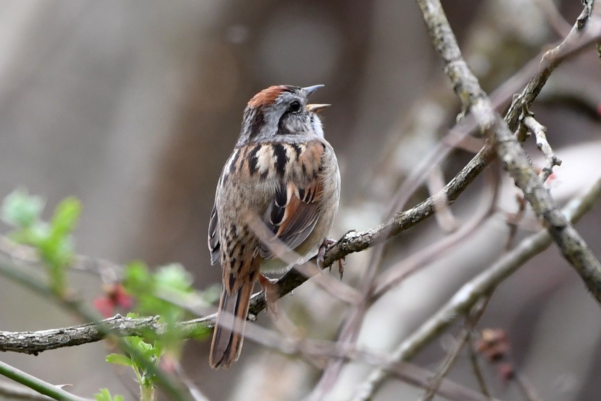 Swamp Sparrow - ML617446740