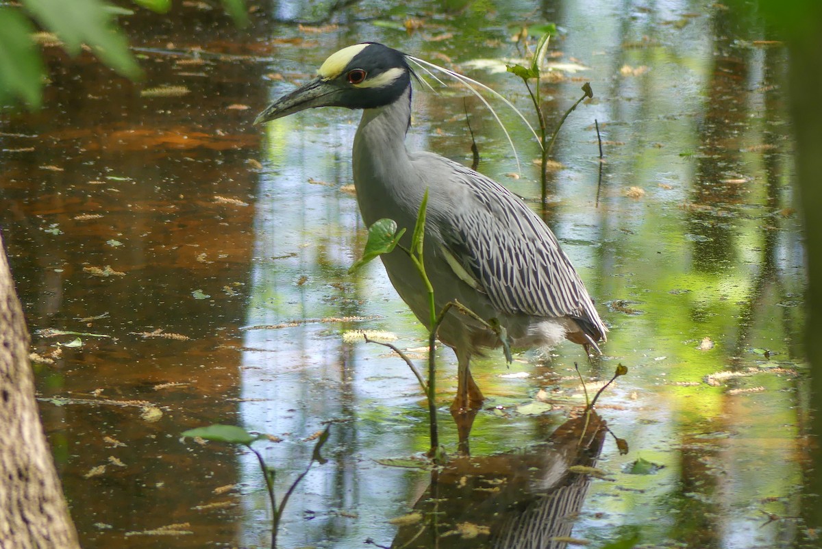 Yellow-crowned Night Heron - ML617446754