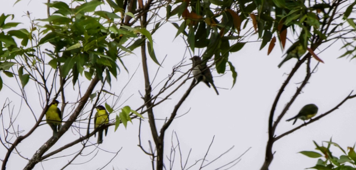 Australasian Figbird - ML617446760