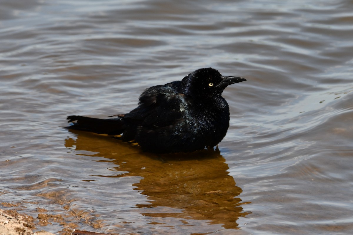 Great-tailed Grackle - Carmen Ricer