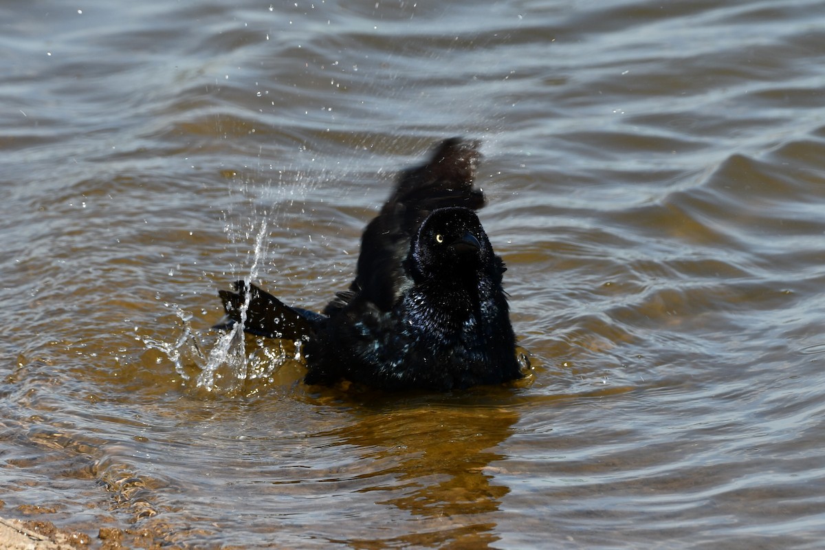 Great-tailed Grackle - Carmen Ricer