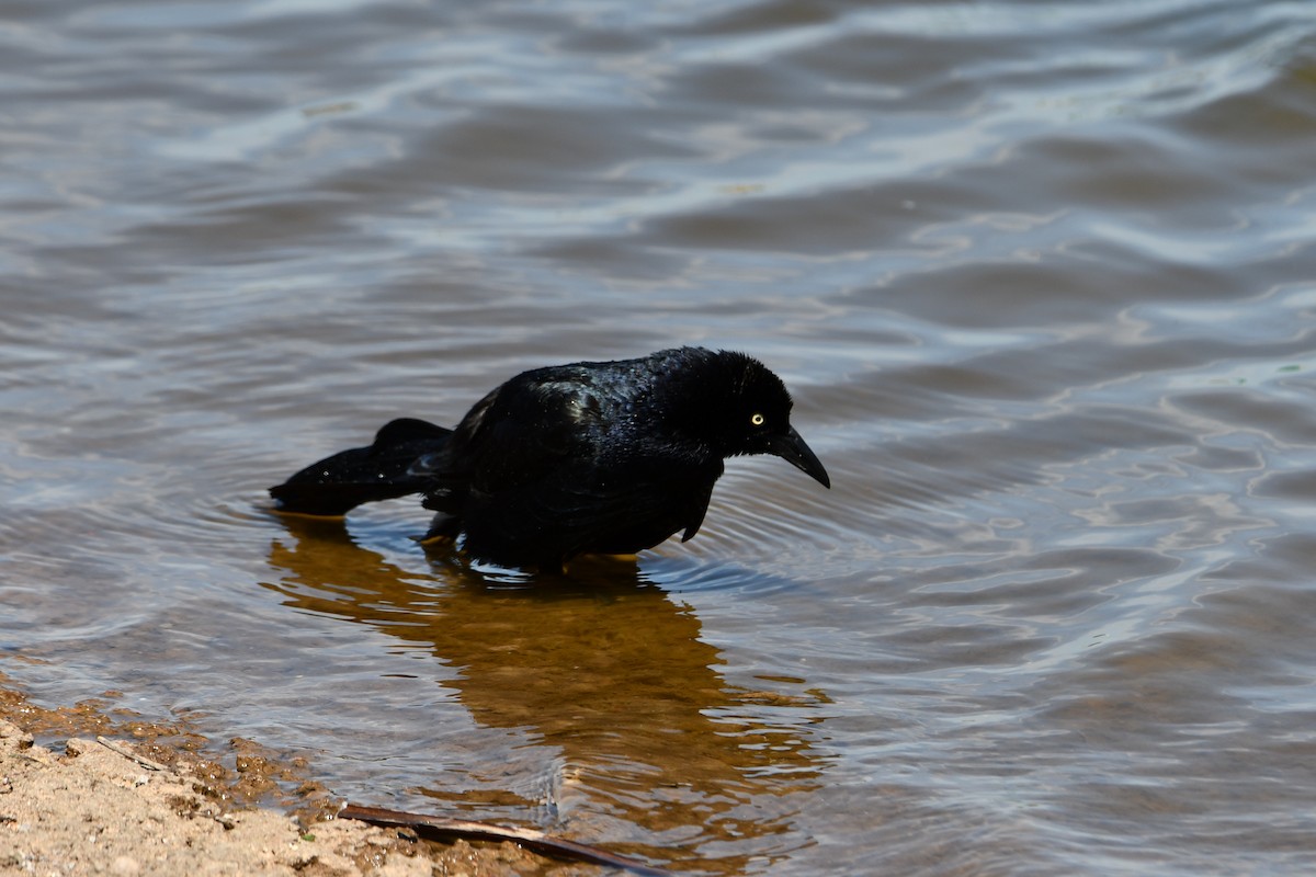 Great-tailed Grackle - Carmen Ricer