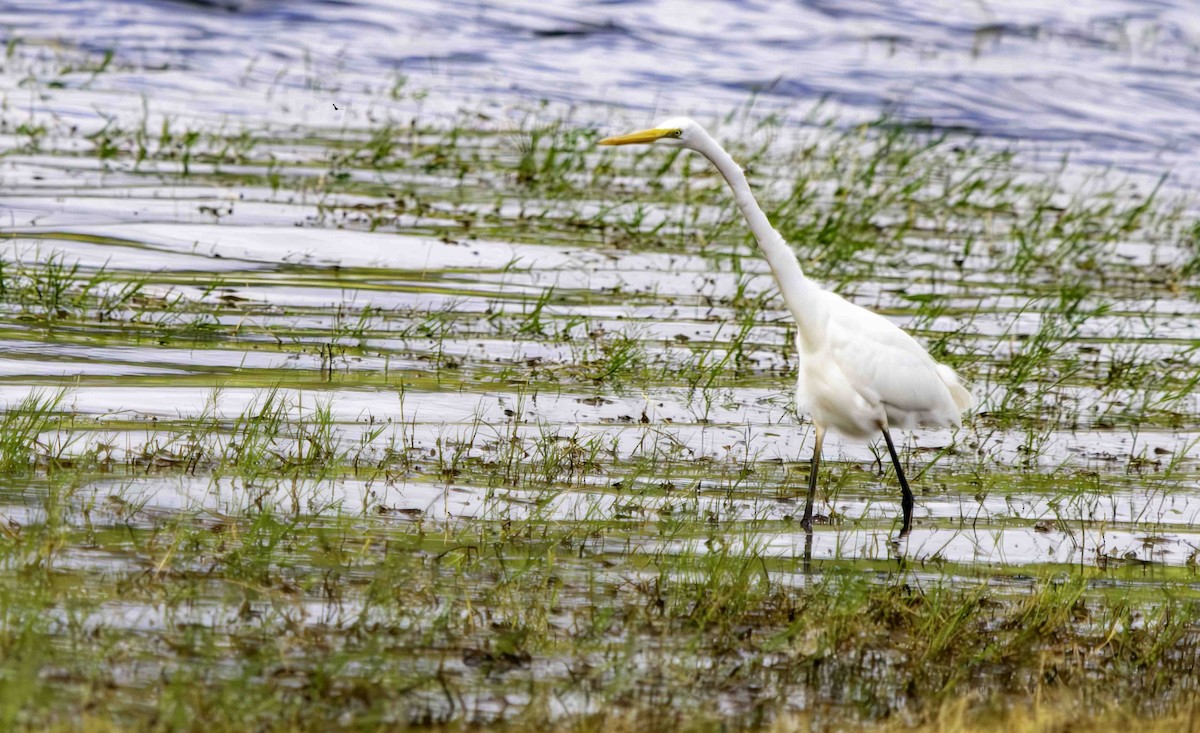 Great Egret - Rebel Warren and David Parsons