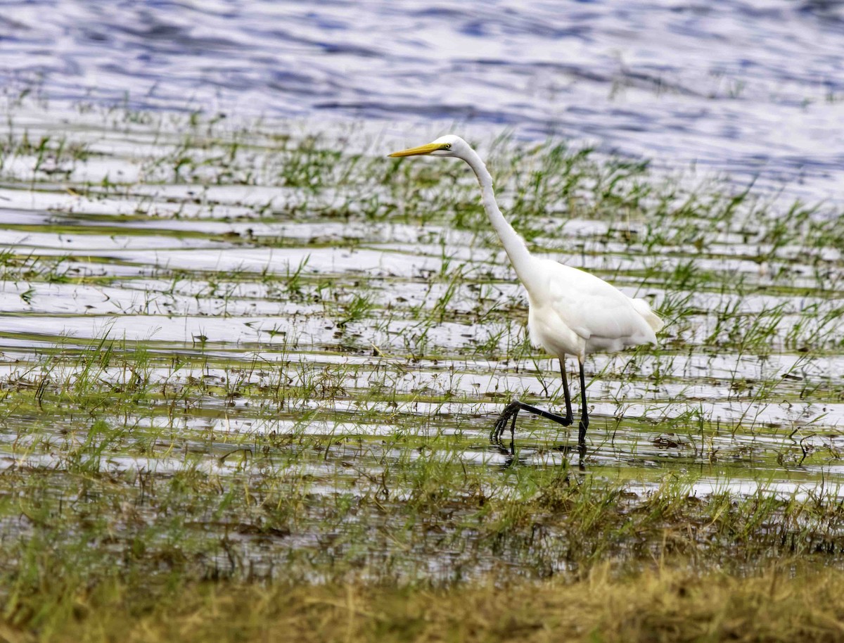 Great Egret - Rebel Warren and David Parsons