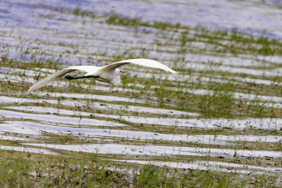 Great Egret - Rebel Warren and David Parsons