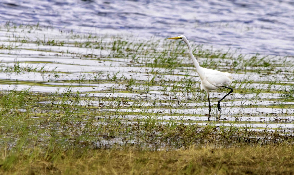 Great Egret - Rebel Warren and David Parsons