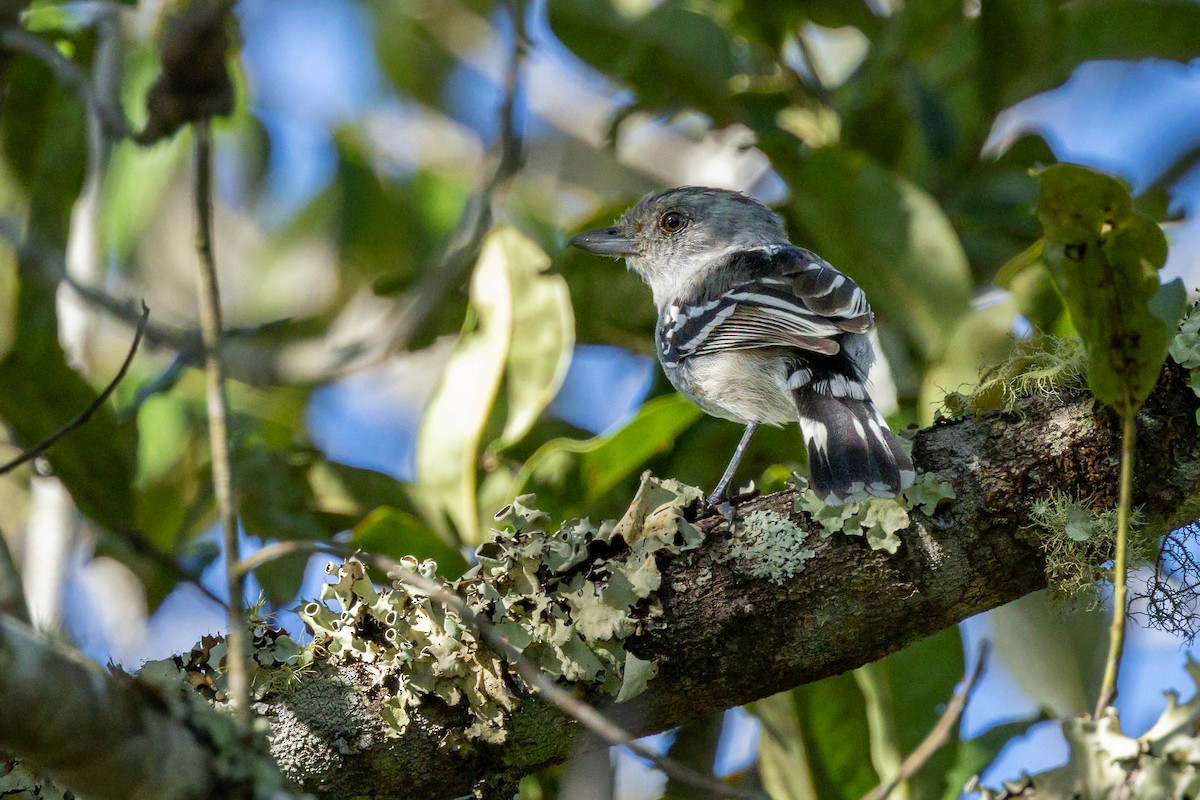 Planalto Slaty-Antshrike - ML617446802