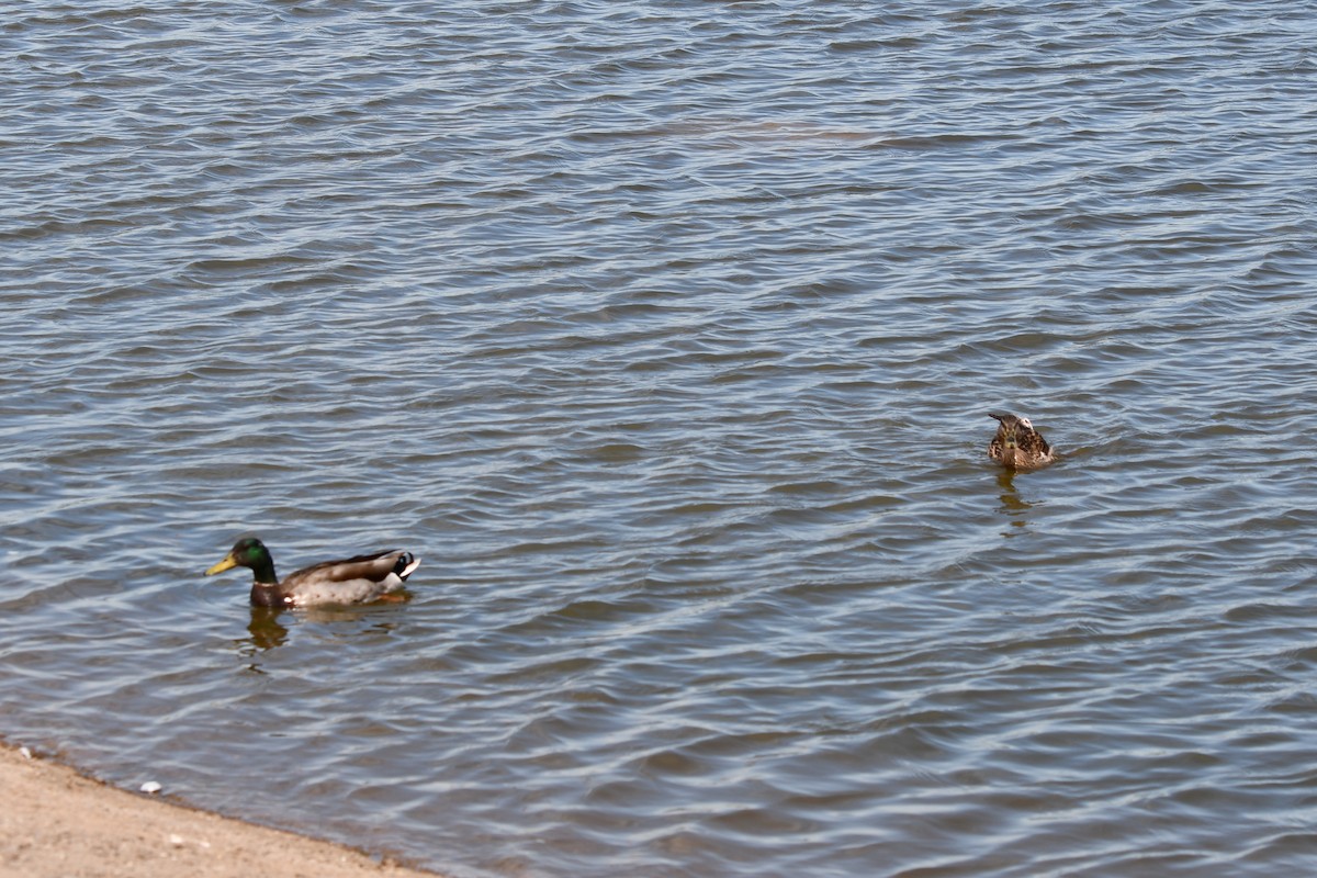 Mallard (Domestic type) - Carmen Ricer