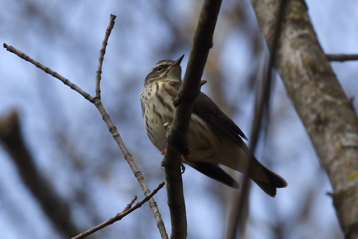 Louisiana Waterthrush - ML617446836