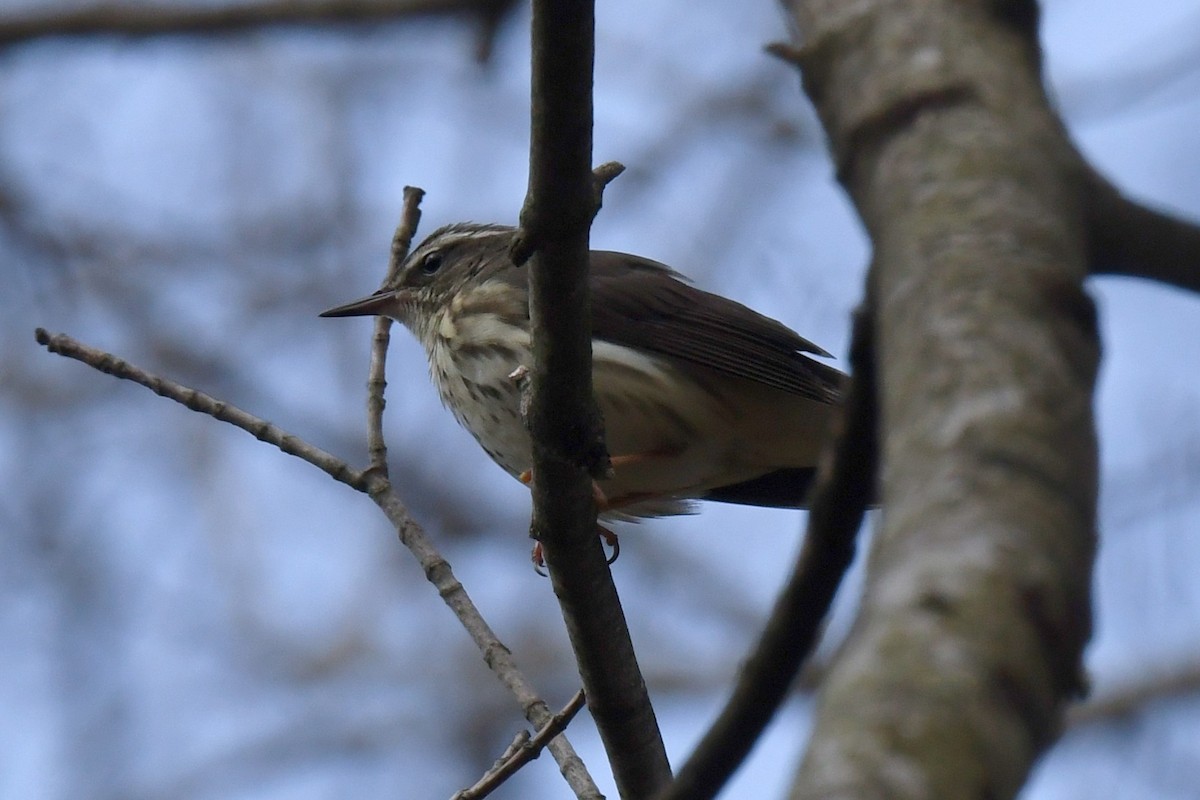 Louisiana Waterthrush - ML617446848