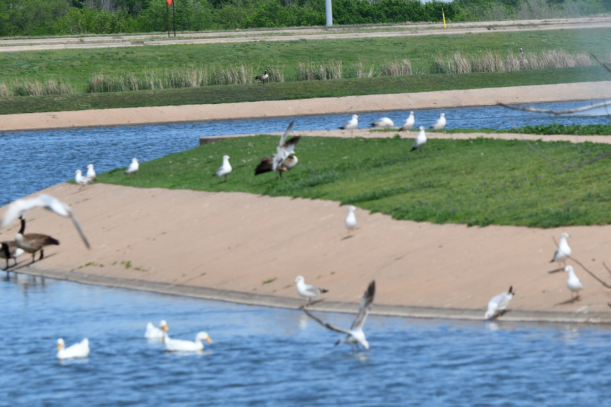 Ring-billed Gull - Carmen Ricer