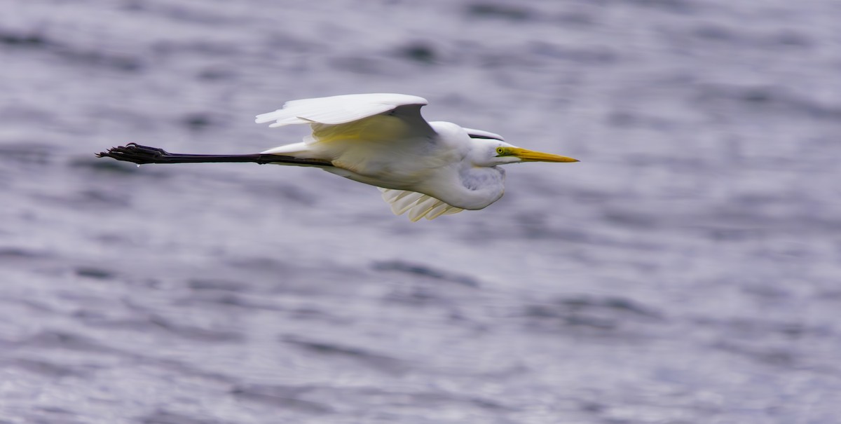 Great Egret - Rebel Warren and David Parsons