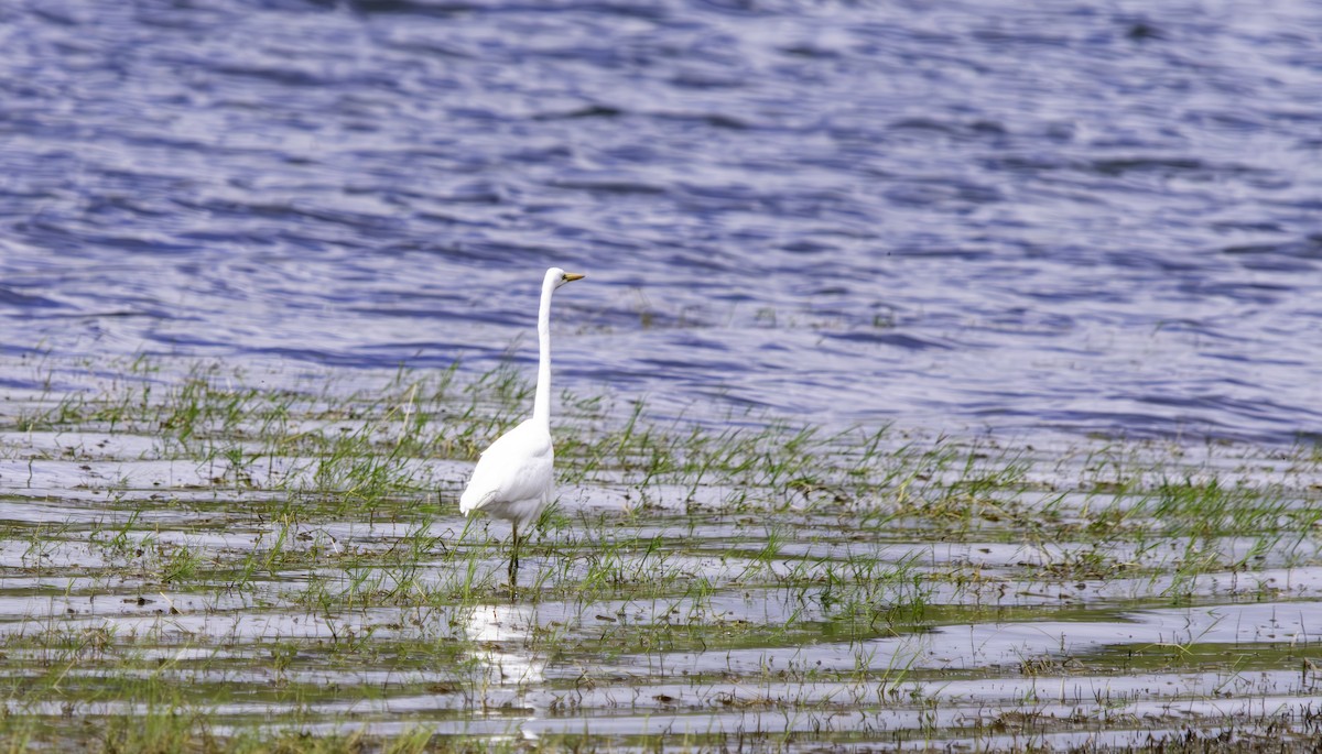 Great Egret - Rebel Warren and David Parsons