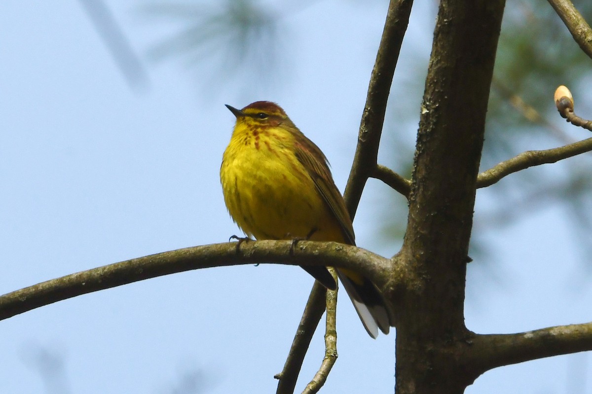 Palm Warbler - ML617446862