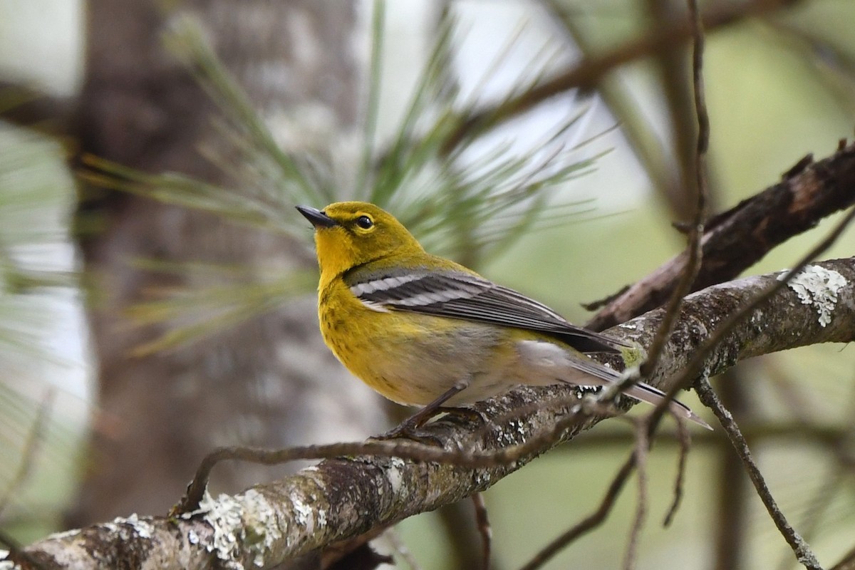 Pine Warbler - ML617446870