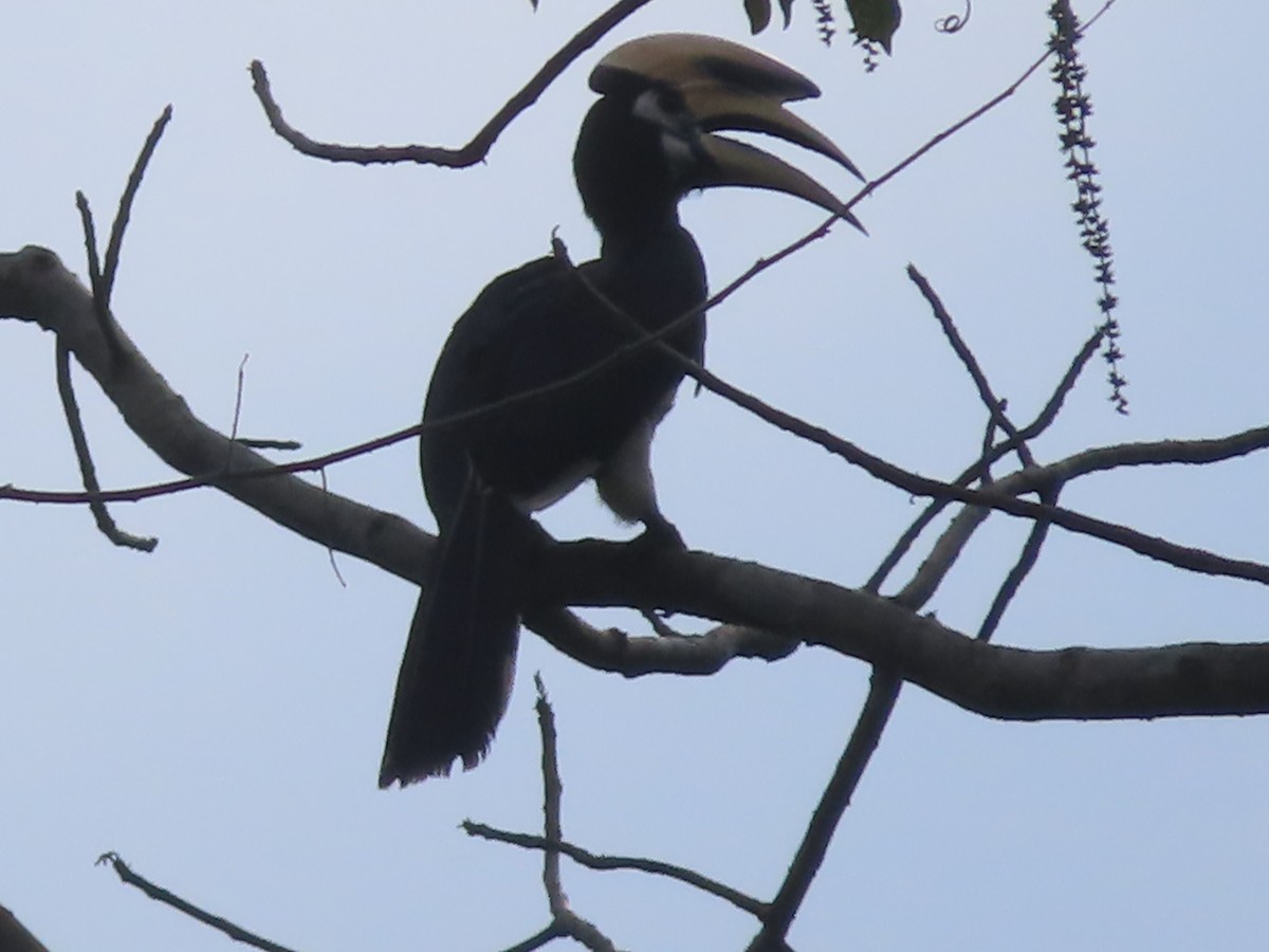 Oriental Pied-Hornbill - ML617446893