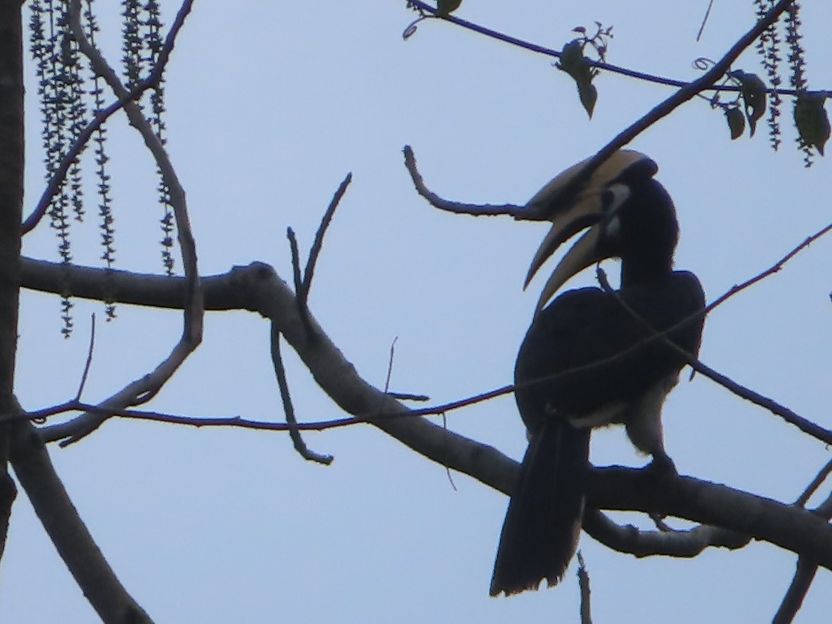 Oriental Pied-Hornbill - ML617446894