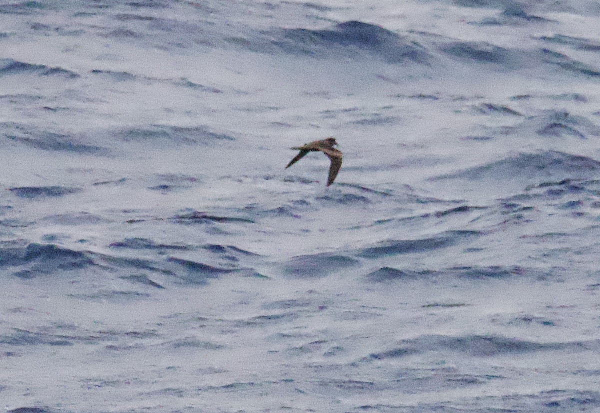 Tristram's Storm-Petrel - ML617446906