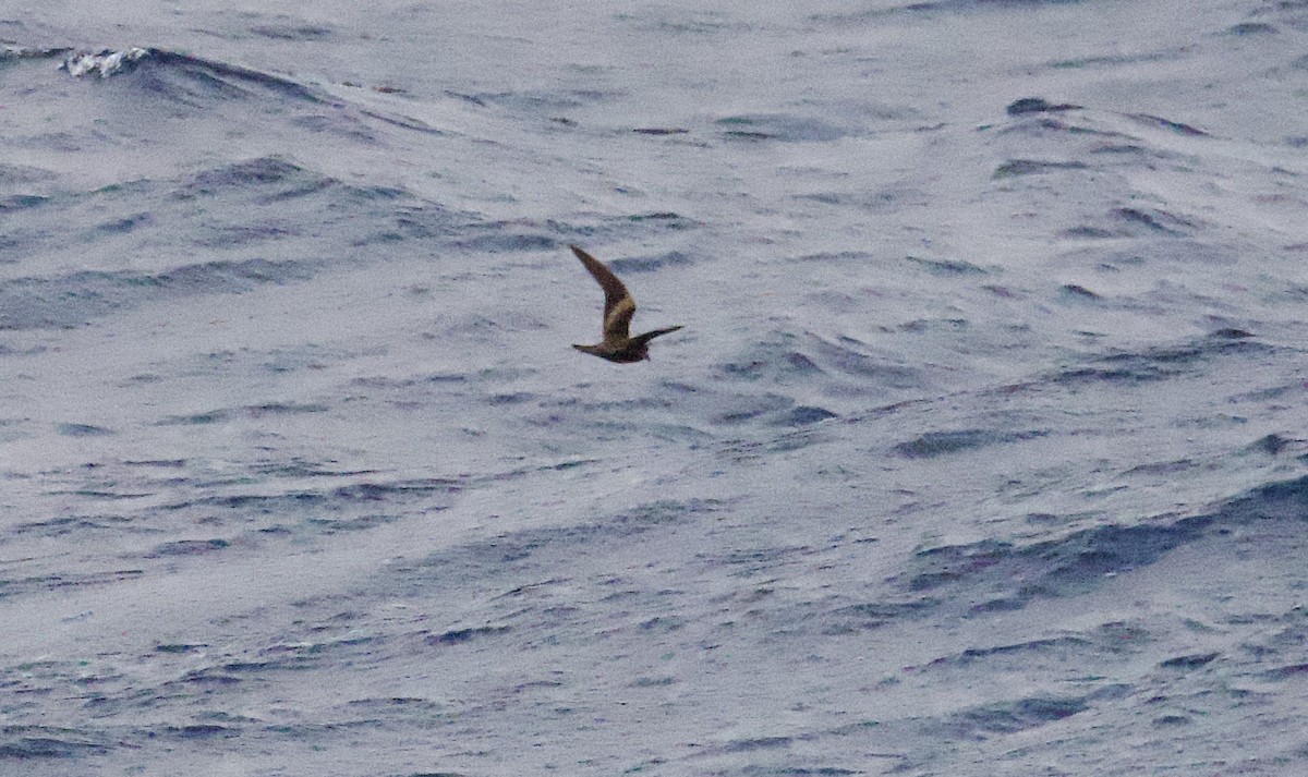 褐翅叉尾海燕 - ML617446907