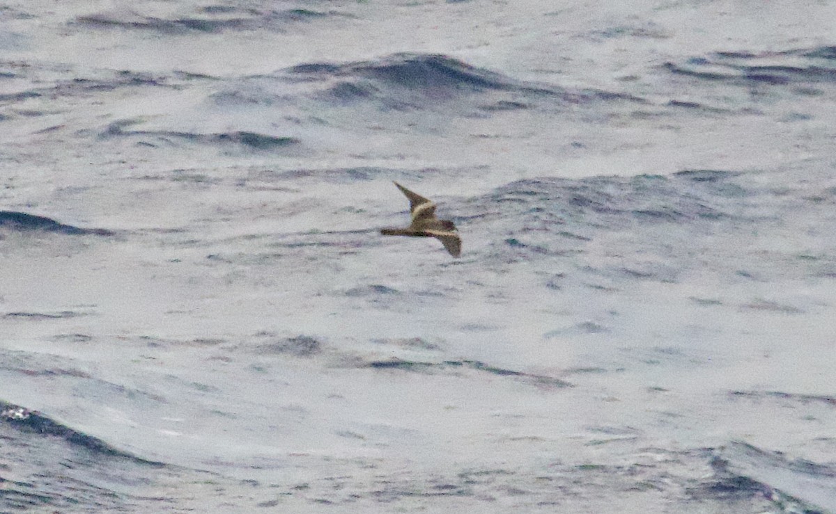 褐翅叉尾海燕 - ML617446908