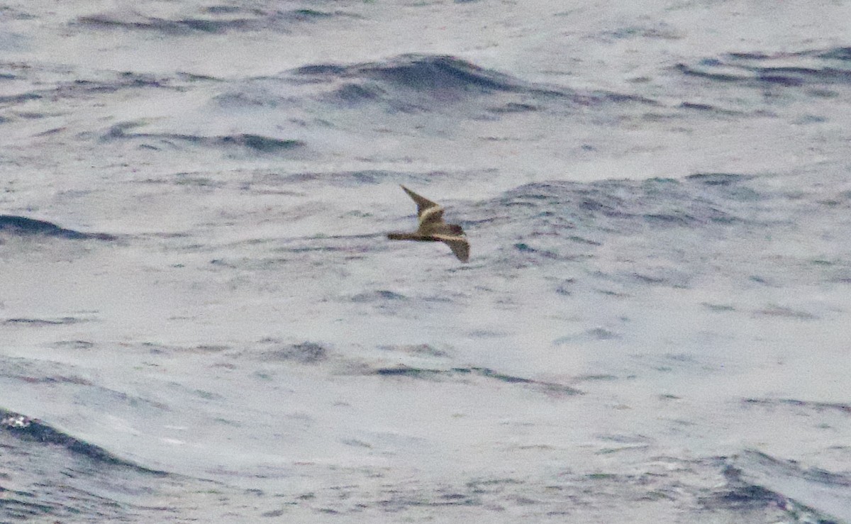 Tristram's Storm-Petrel - John Gregory