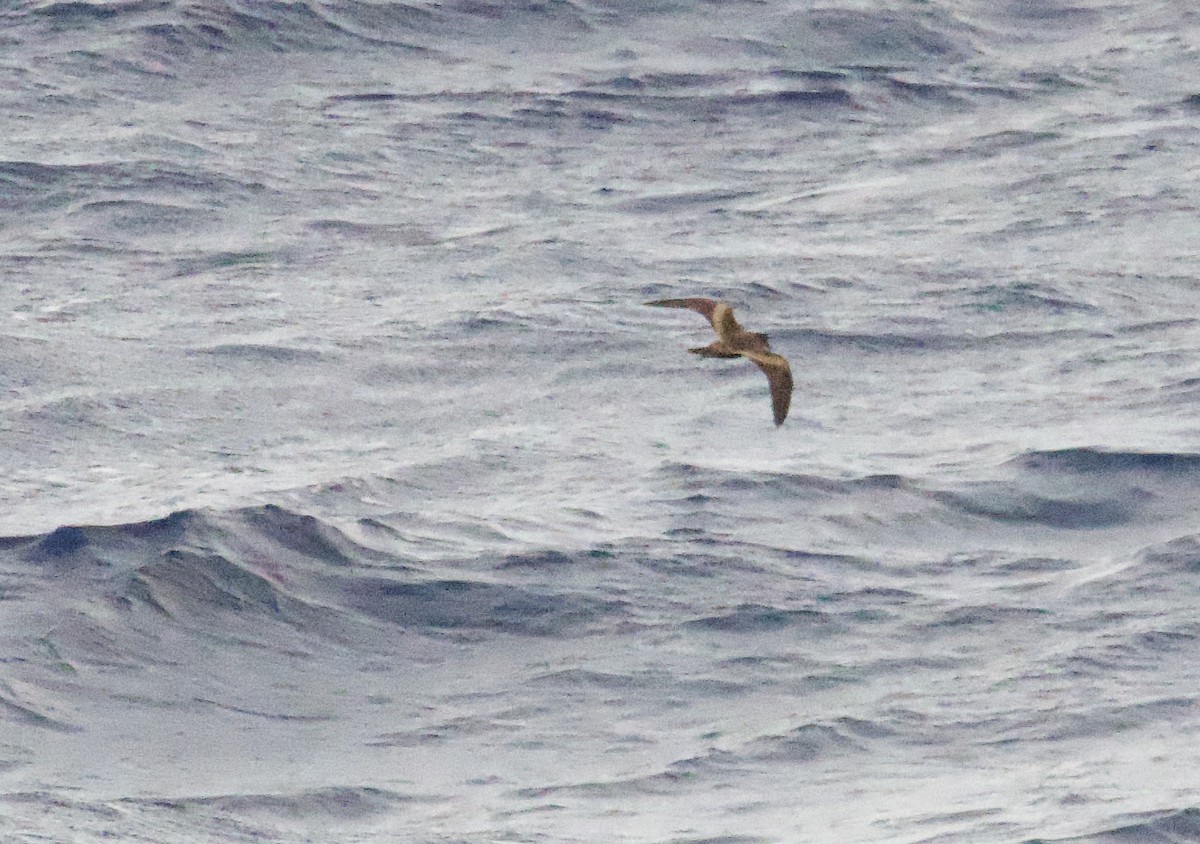 Tristram's Storm-Petrel - ML617446909