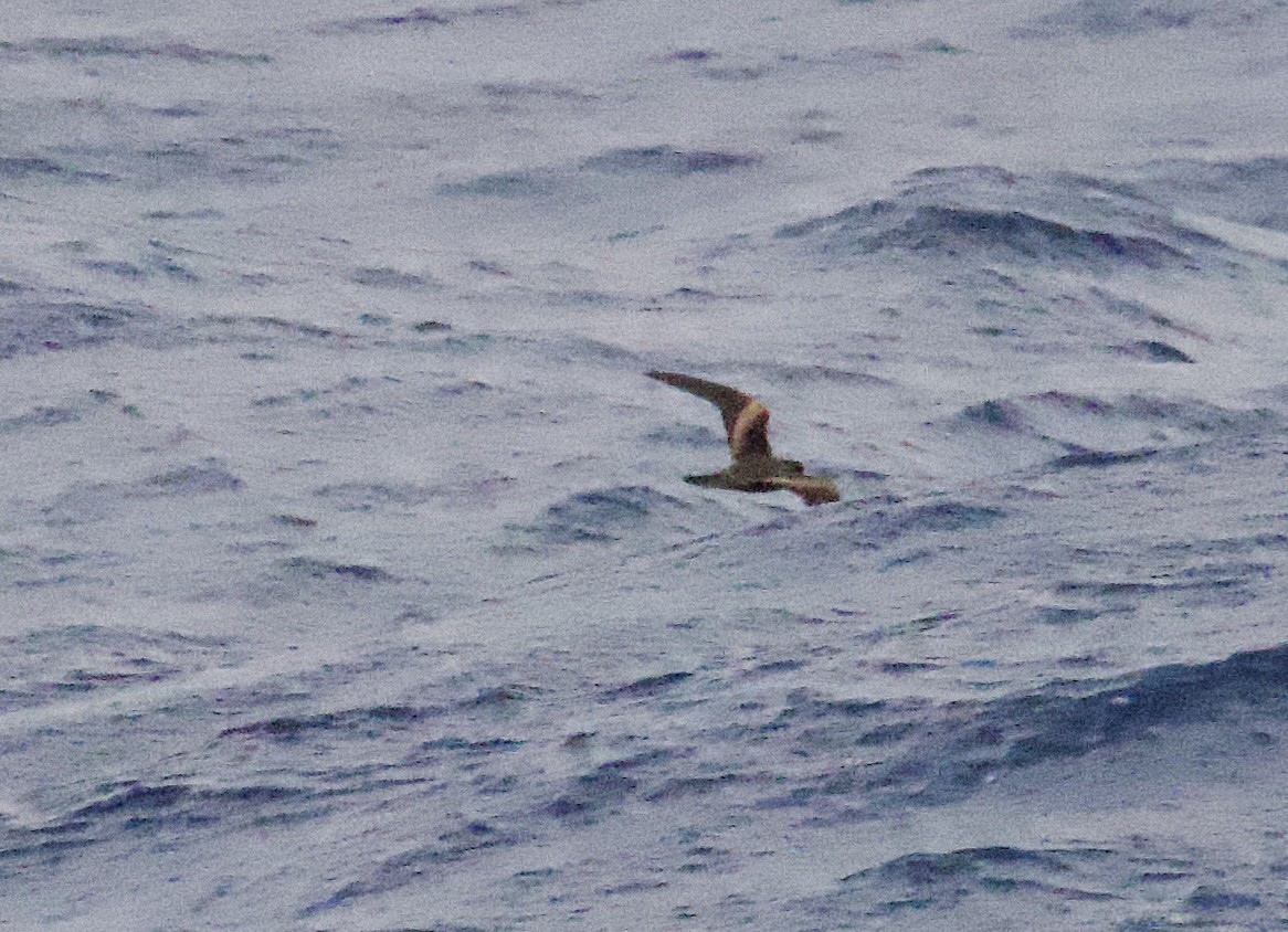 Tristram's Storm-Petrel - ML617446910