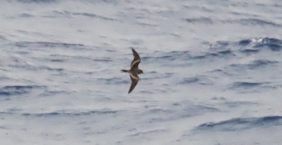 Tristram's Storm-Petrel - ML617446911