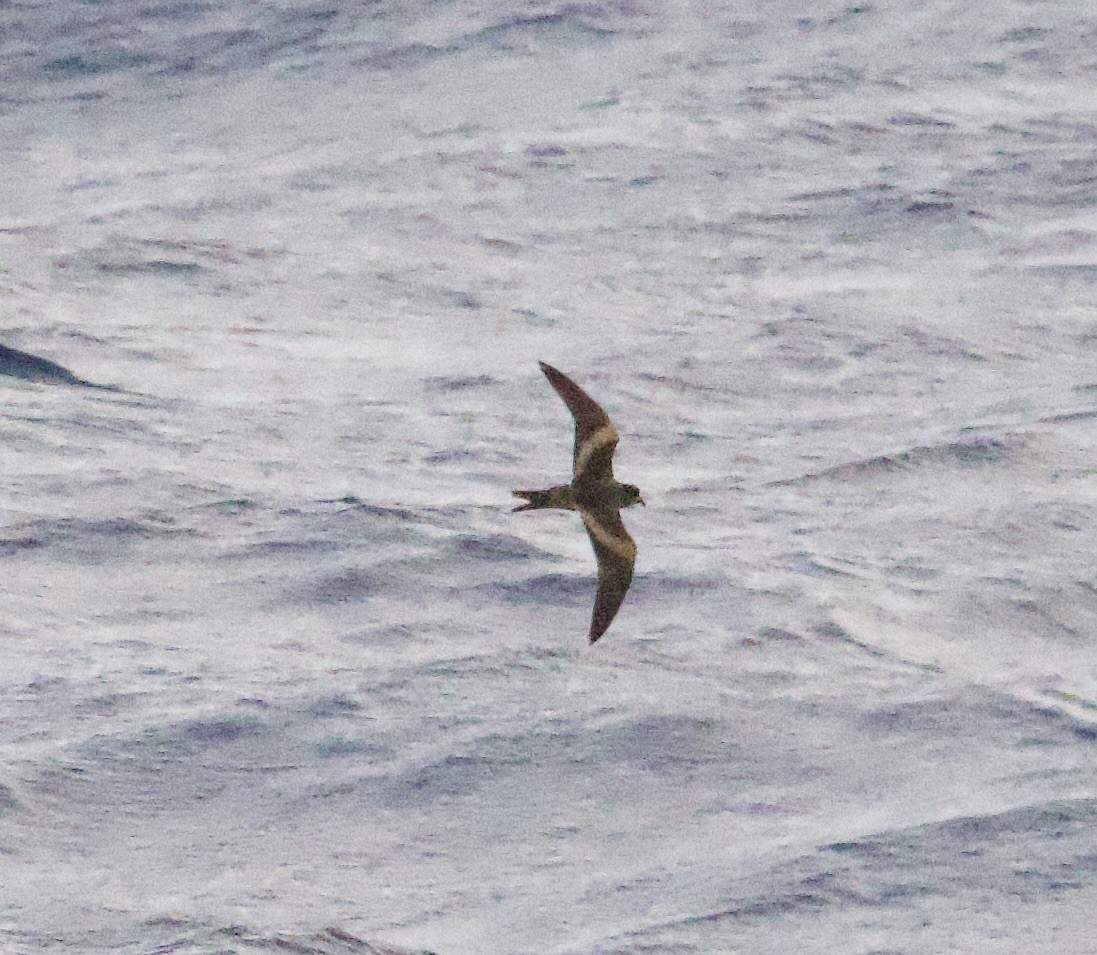 褐翅叉尾海燕 - ML617446912