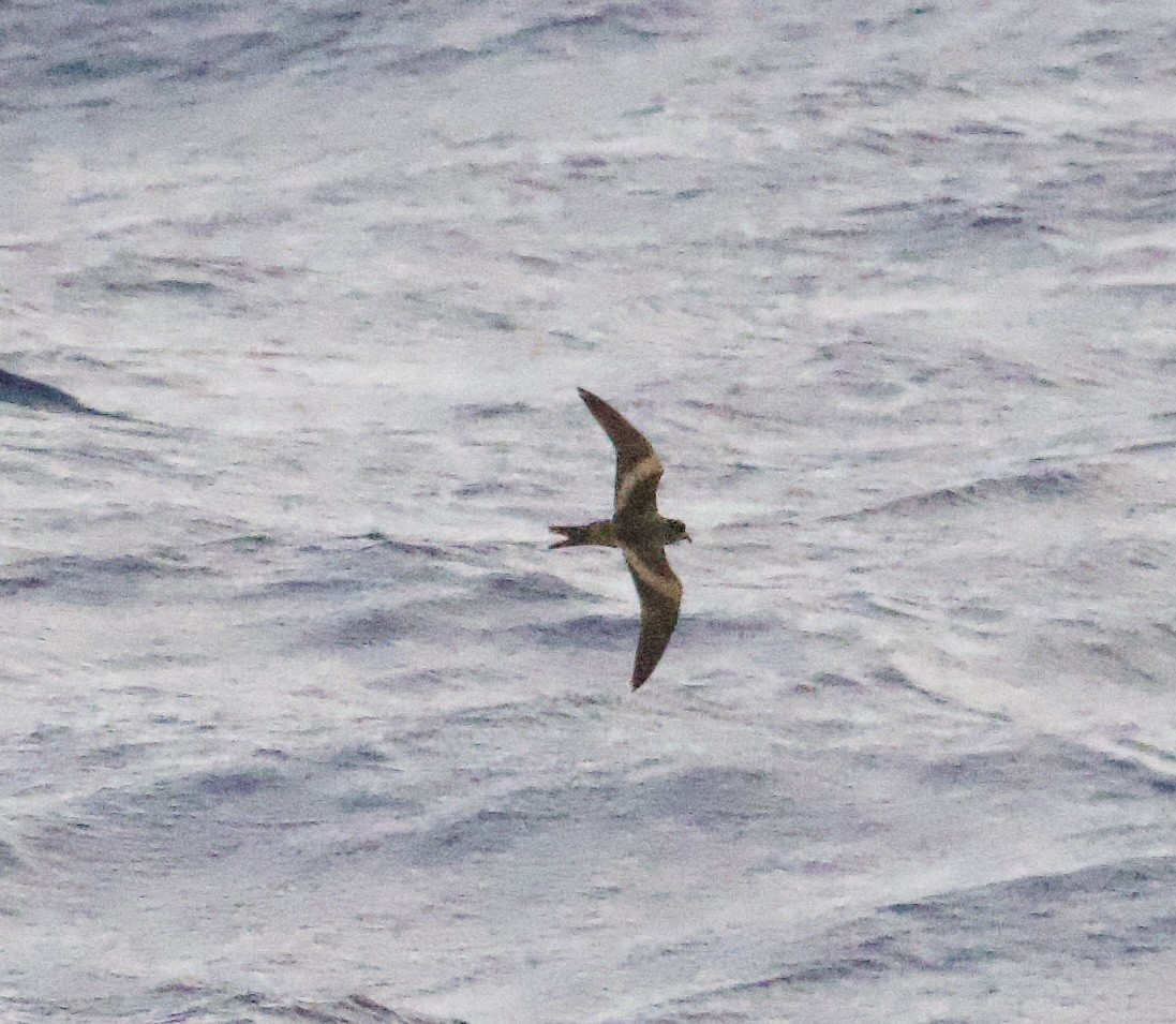 Tristram's Storm-Petrel - ML617446912