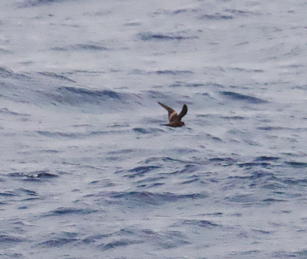 褐翅叉尾海燕 - ML617446914