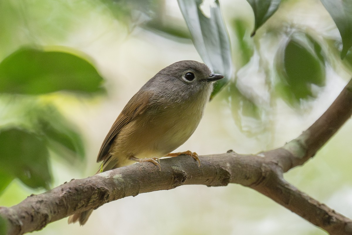 Huet's Fulvetta - ML617446993