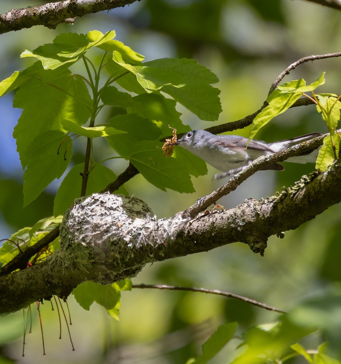 Blue-gray Gnatcatcher - Bruce and Linda Plakke