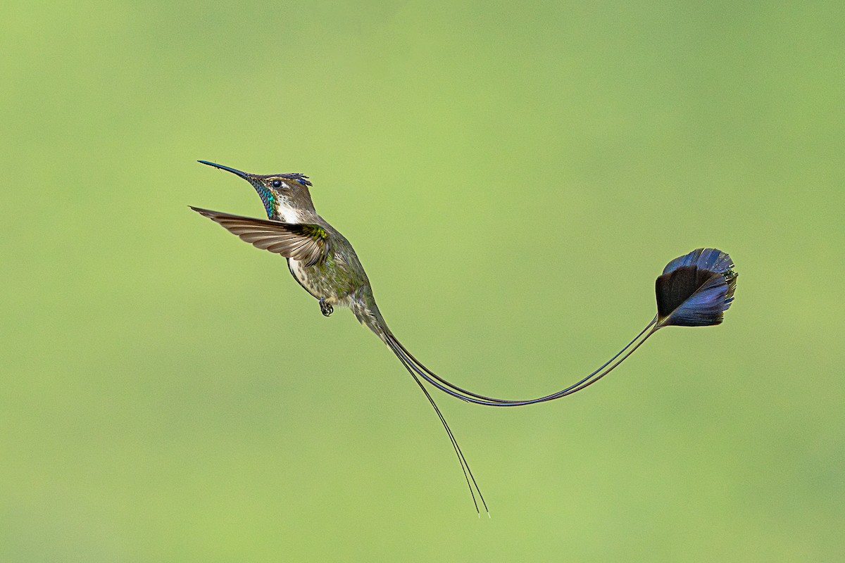 Marvelous Spatuletail - ML617447044