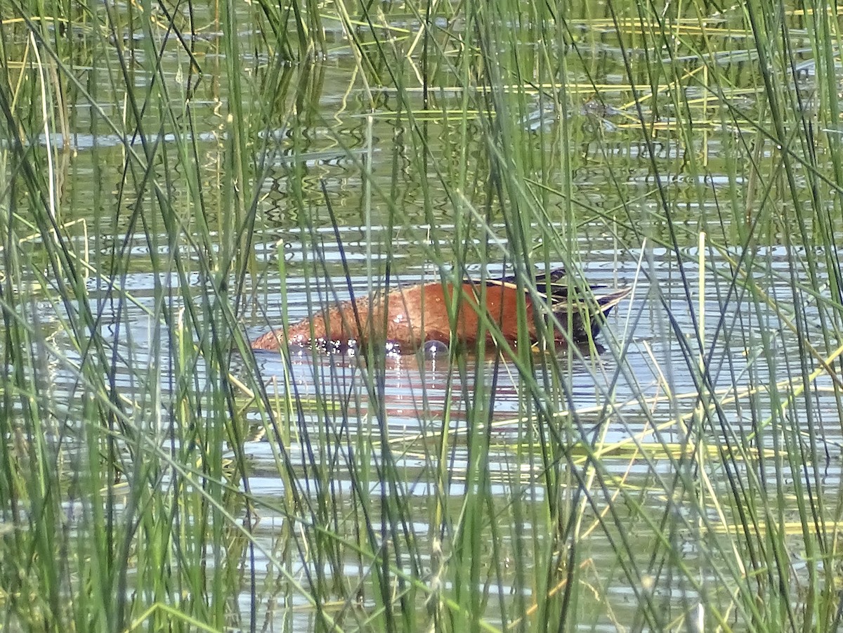 Cinnamon Teal - Jeffrey Roth