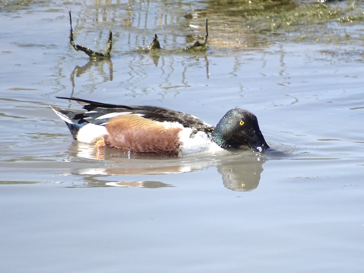 Northern Shoveler - Jeffrey Roth