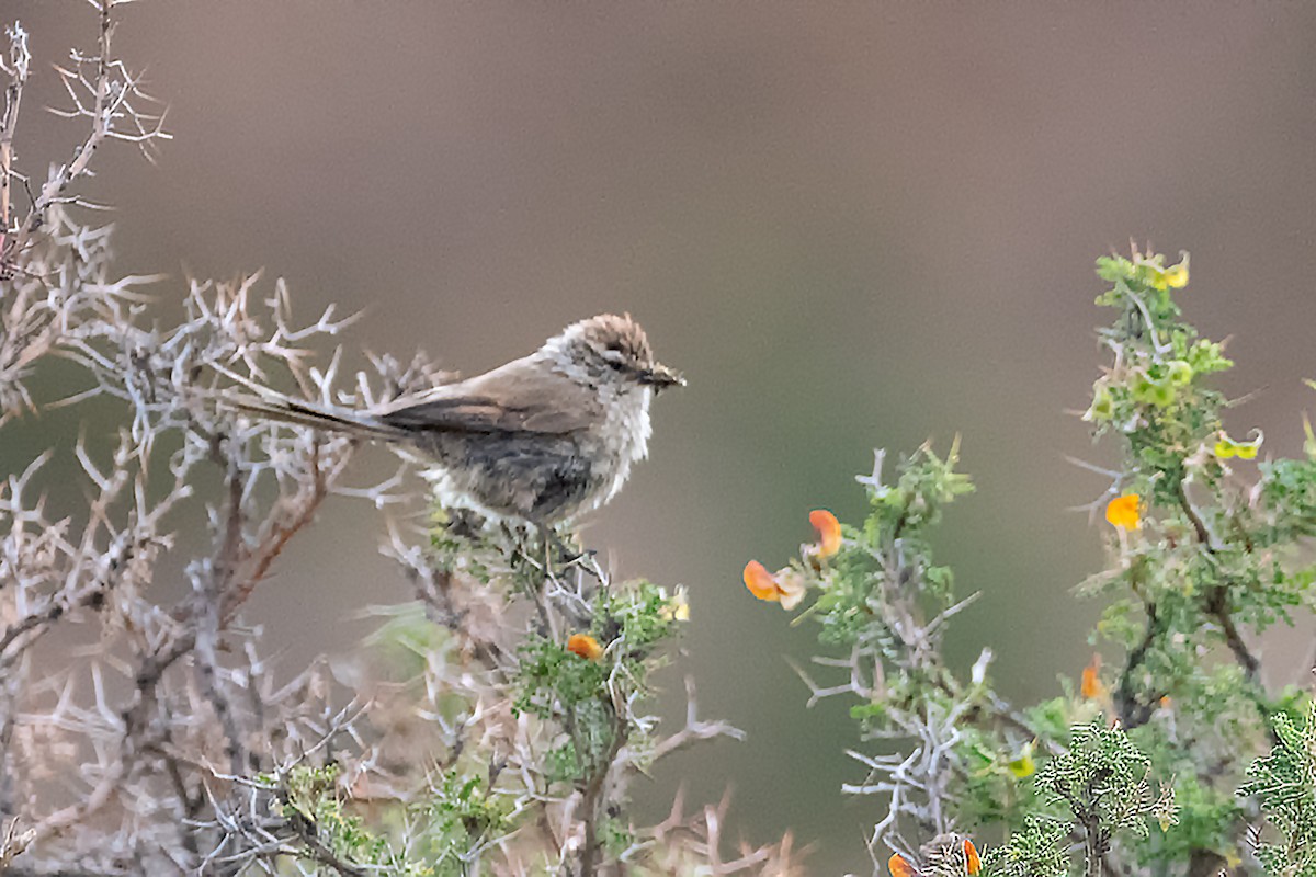 Plain-mantled Tit-Spinetail - ML617447107