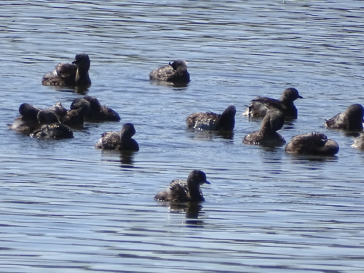 Least Grebe - Jeffrey Roth