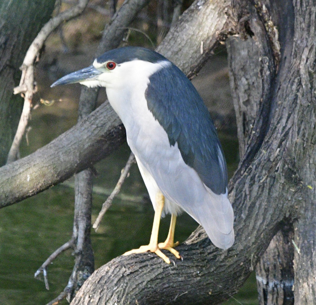 Black-crowned Night Heron - don mcgregor