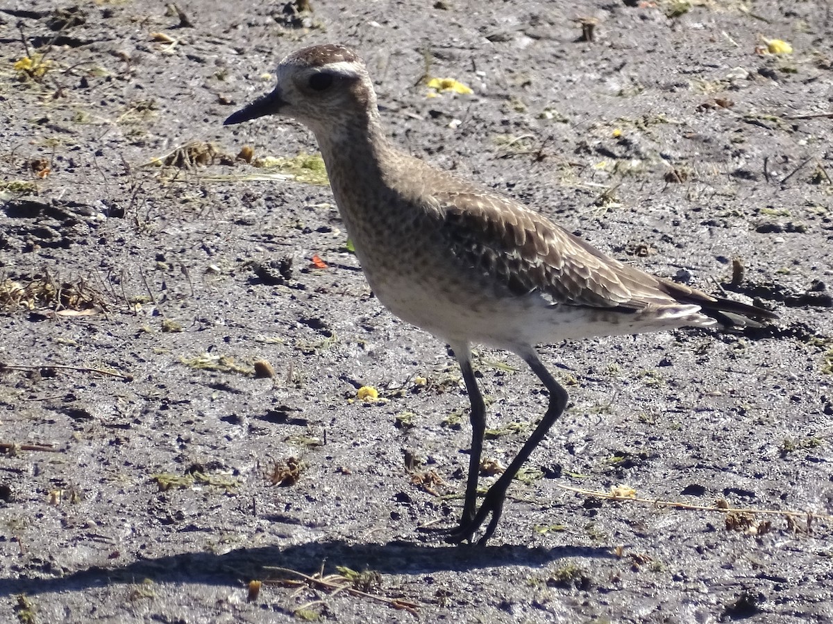 American Golden-Plover - ML617447136