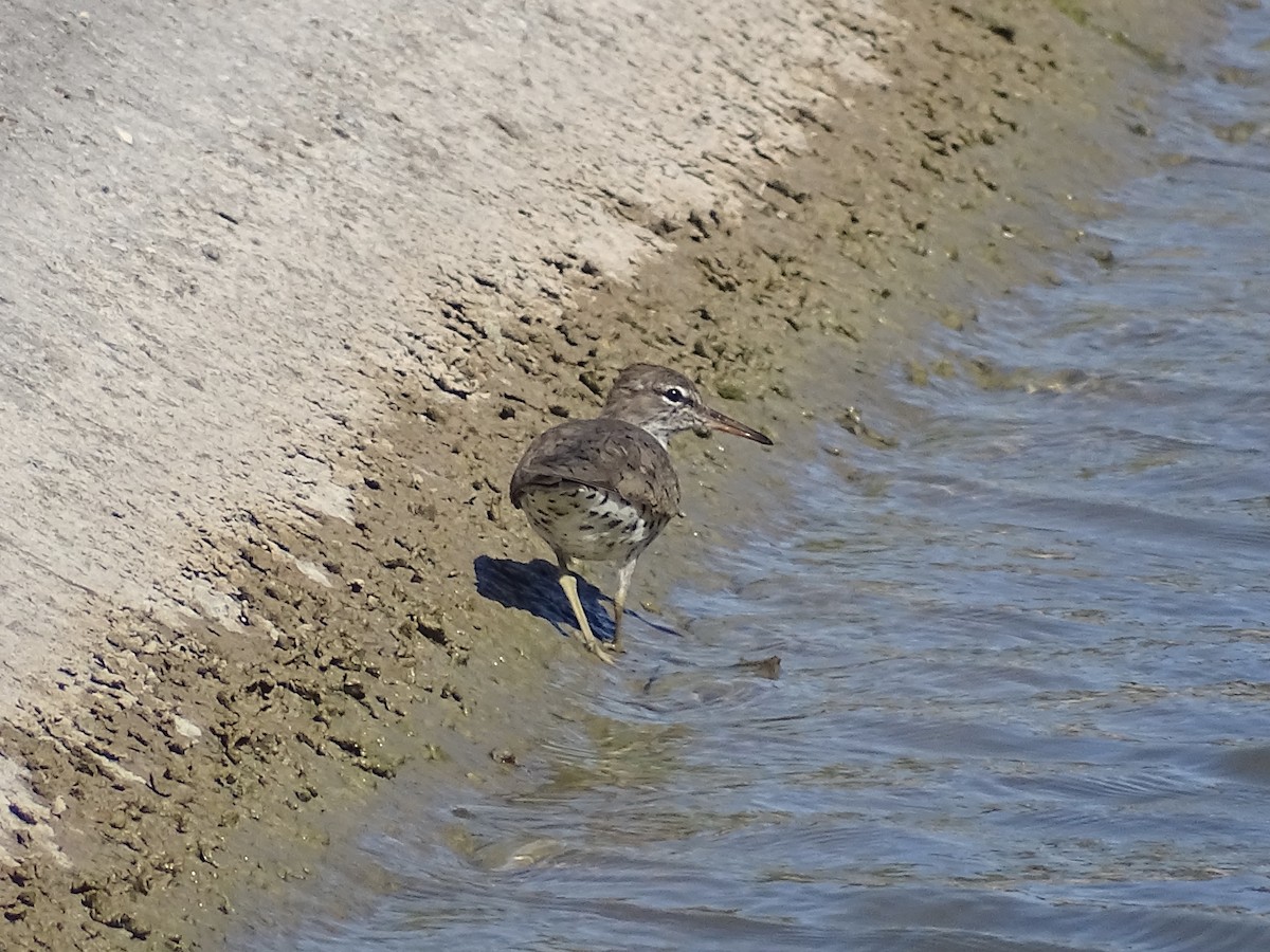 Spotted Sandpiper - Jeffrey Roth