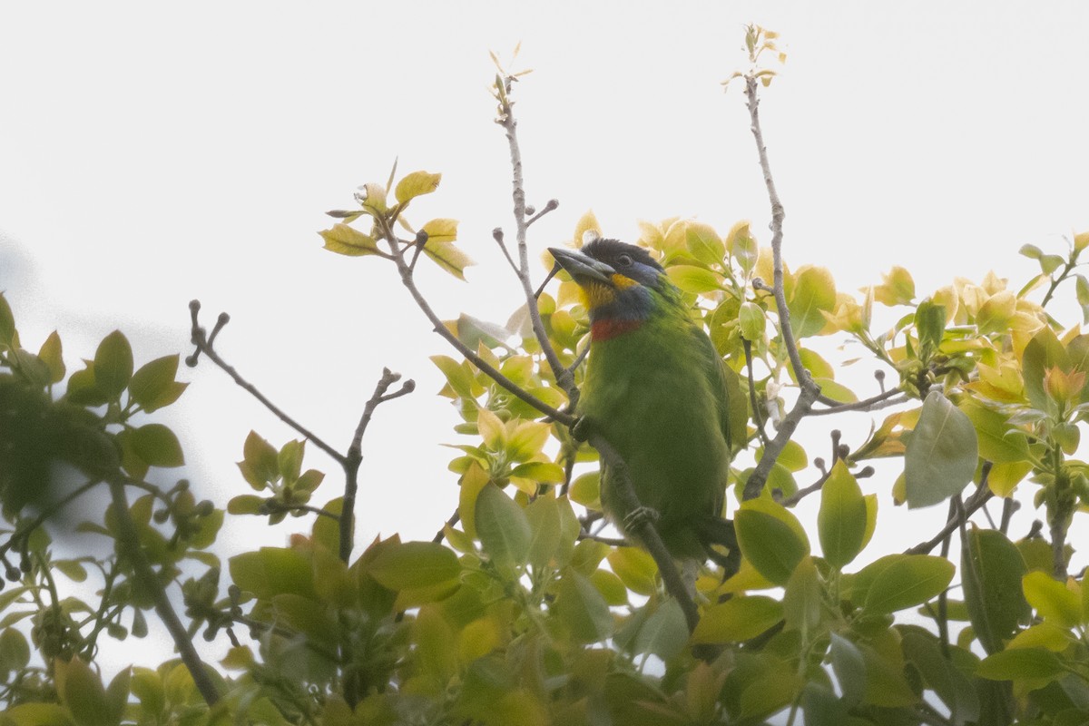 Chinese Barbet - ML617447175