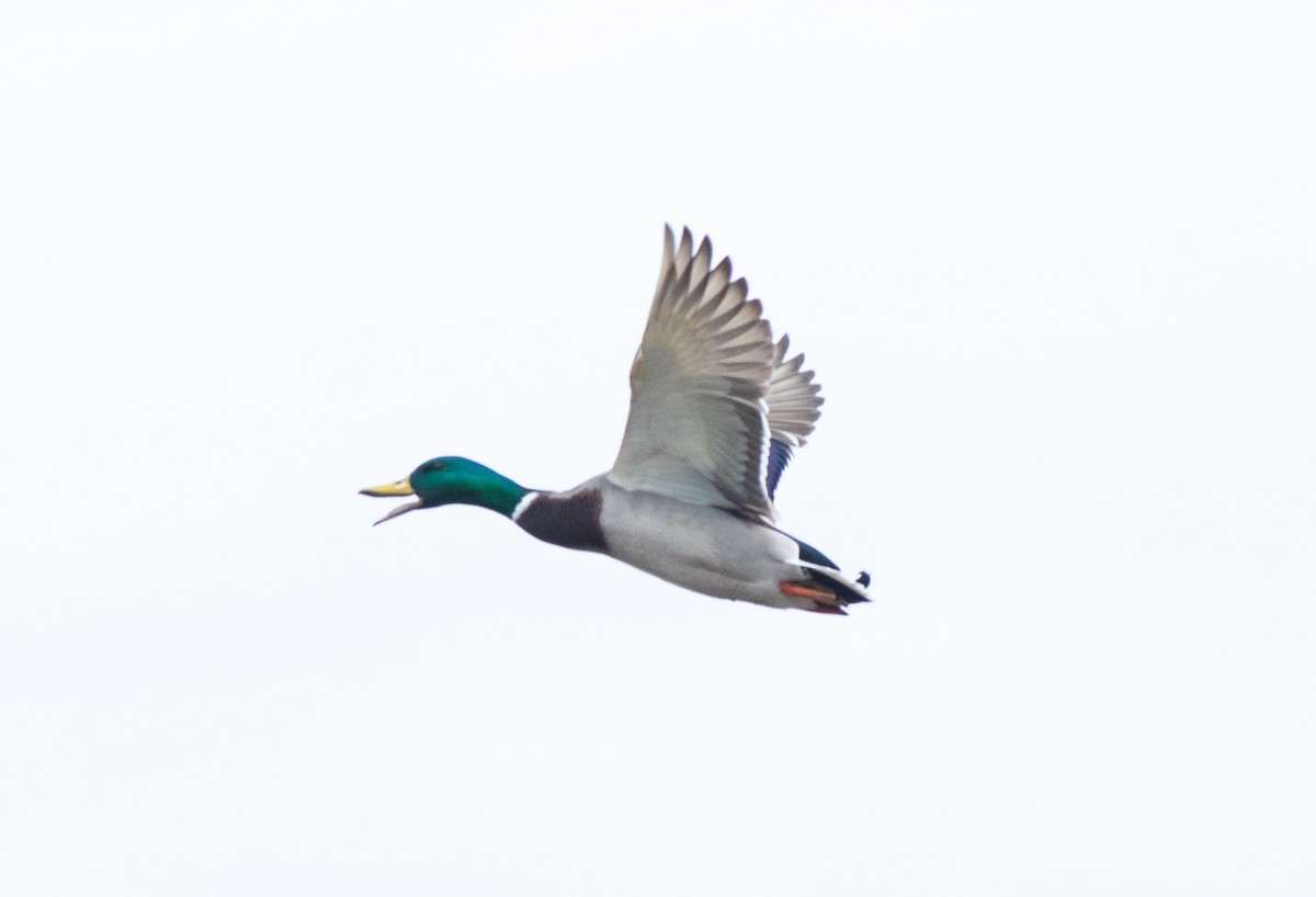 Mallard - ML617447191