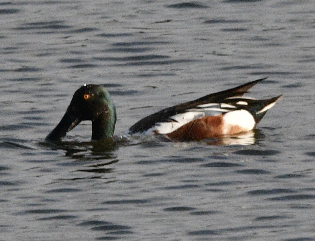 Northern Shoveler - ML617447208