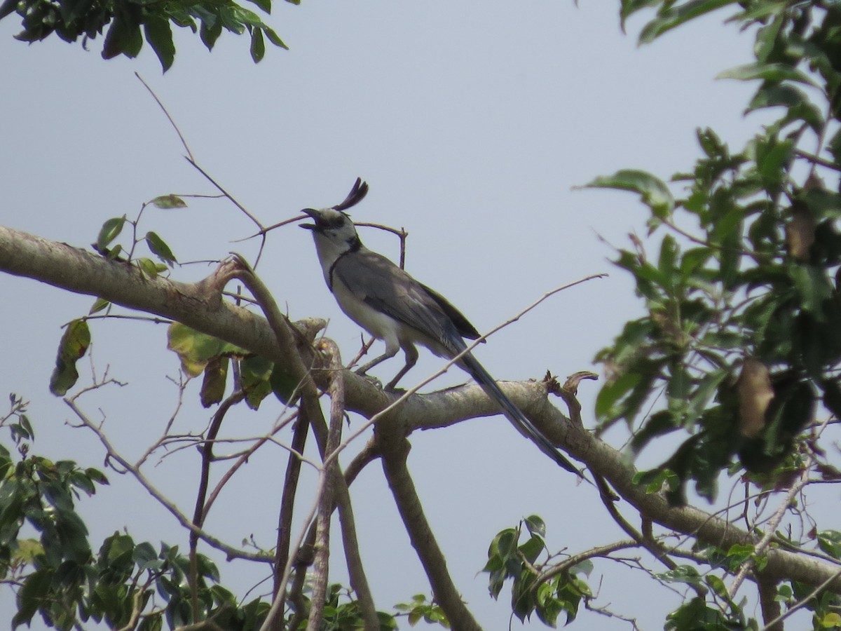 White-throated Magpie-Jay - ML617447213