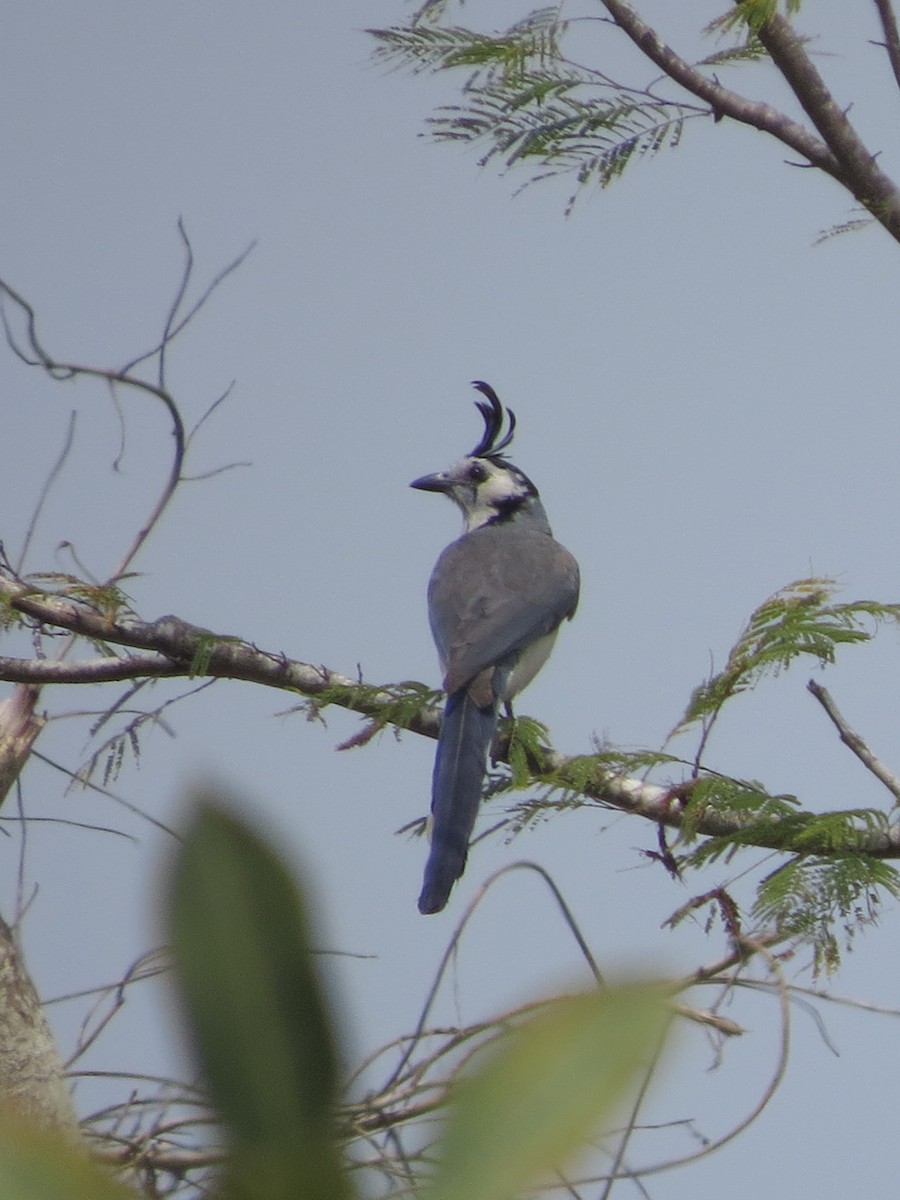 White-throated Magpie-Jay - ML617447214