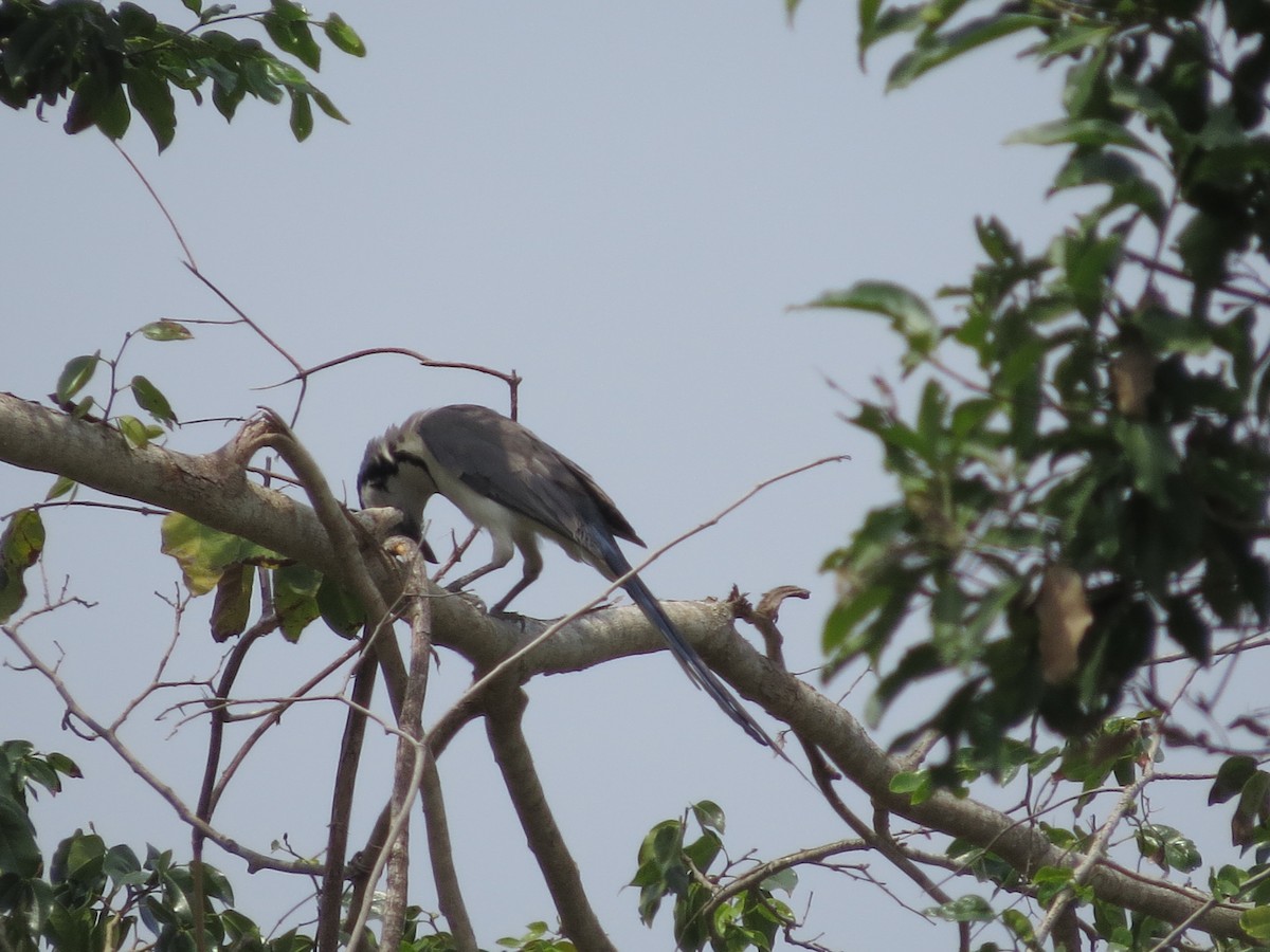 White-throated Magpie-Jay - ML617447215